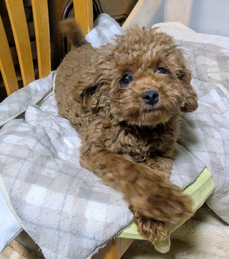 ワンボヌールの写真