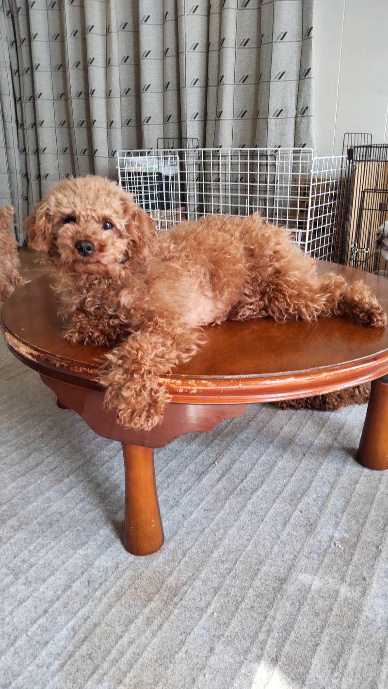 子犬画像