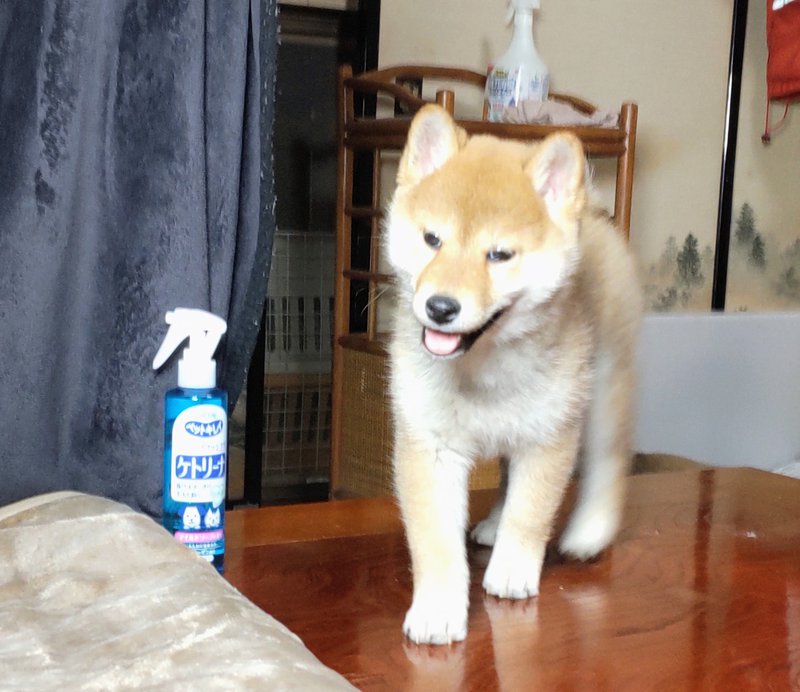 販売済み子犬画像