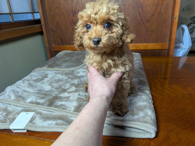 販売済み子犬画像