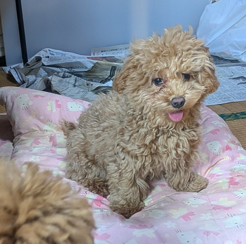 ワンボヌールの写真