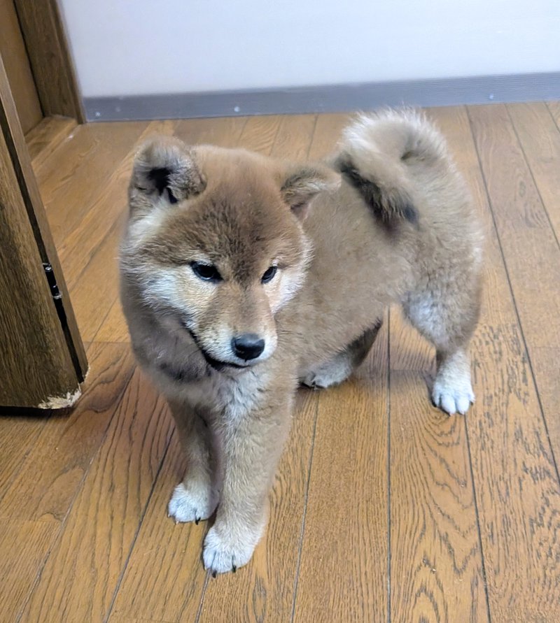 ワンボヌールの写真