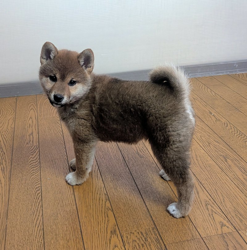 ワンボヌールの写真