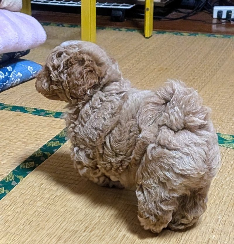 子犬画像