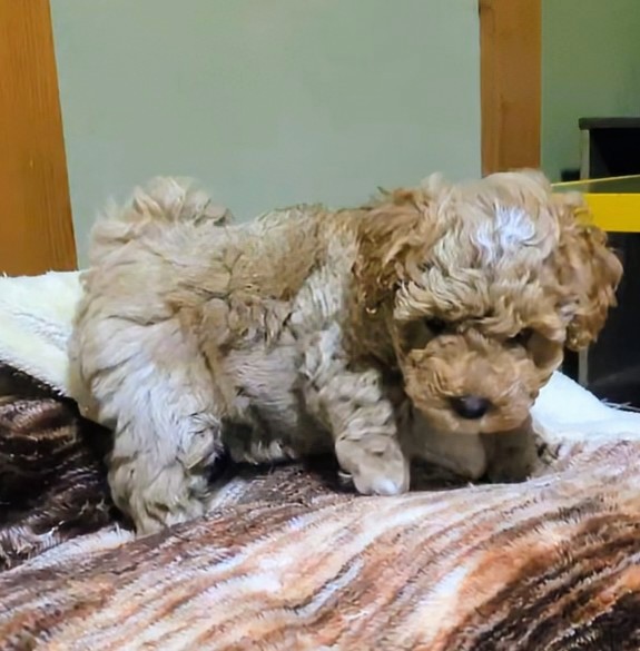 子犬画像