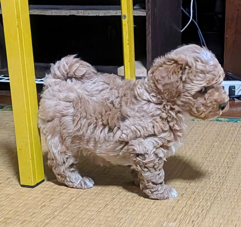 子犬画像