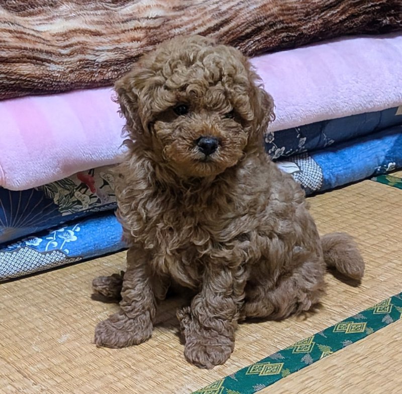 ワンボヌールの写真