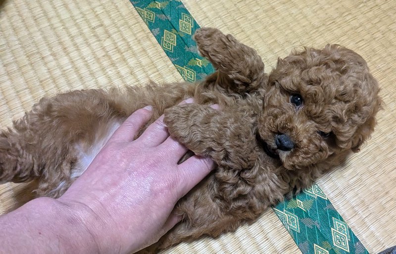 子犬画像