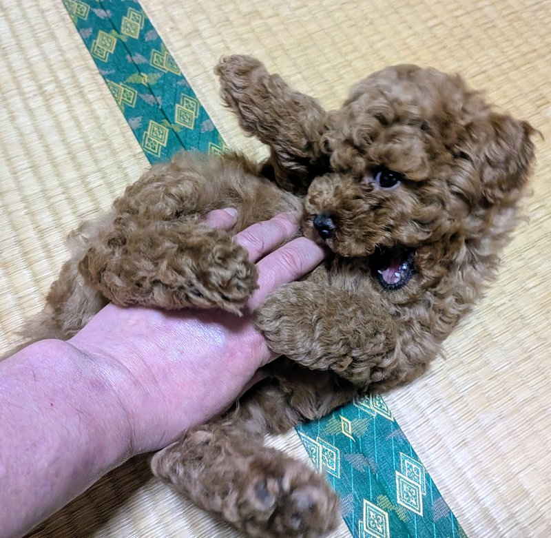 子犬画像