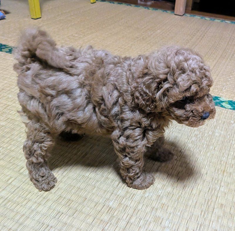 子犬画像