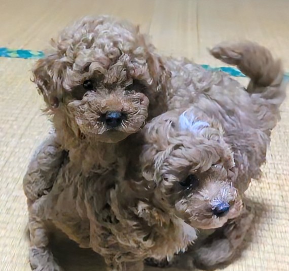 子犬画像