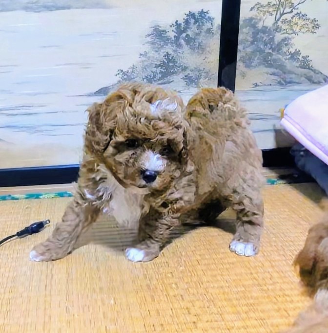 子犬画像