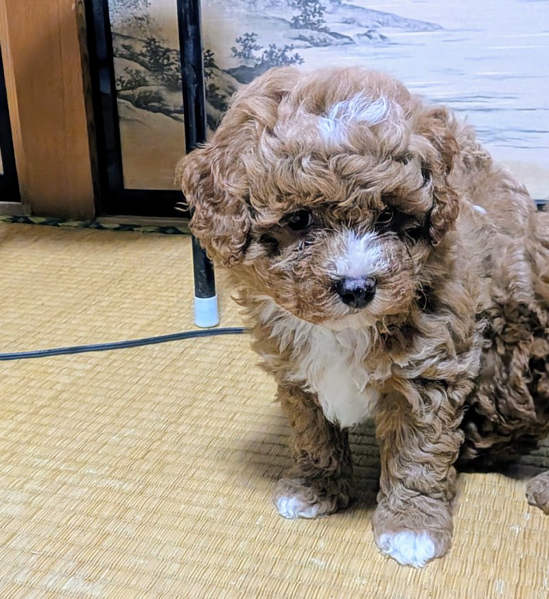 子犬画像