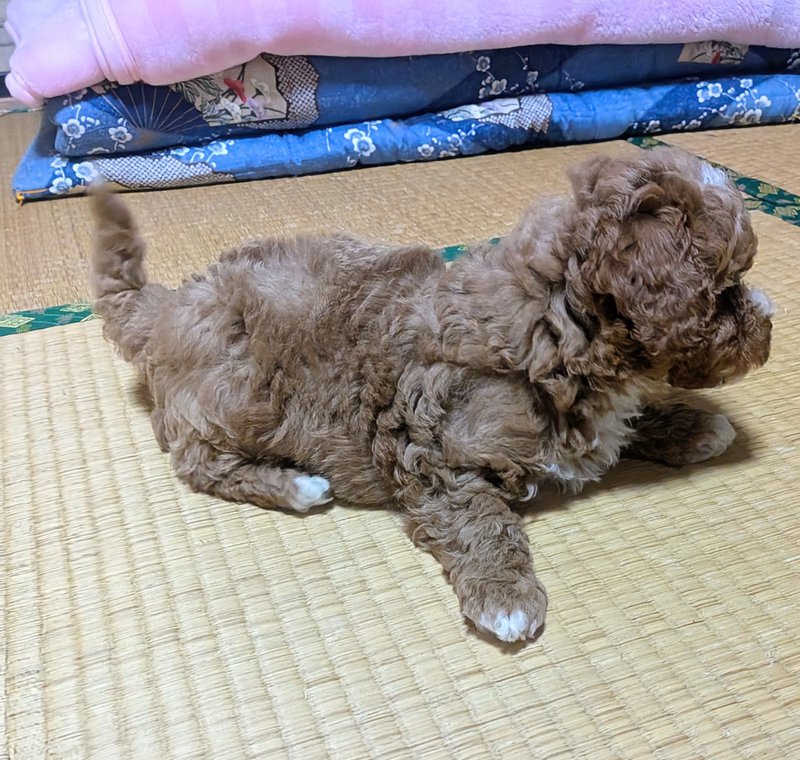 子犬画像
