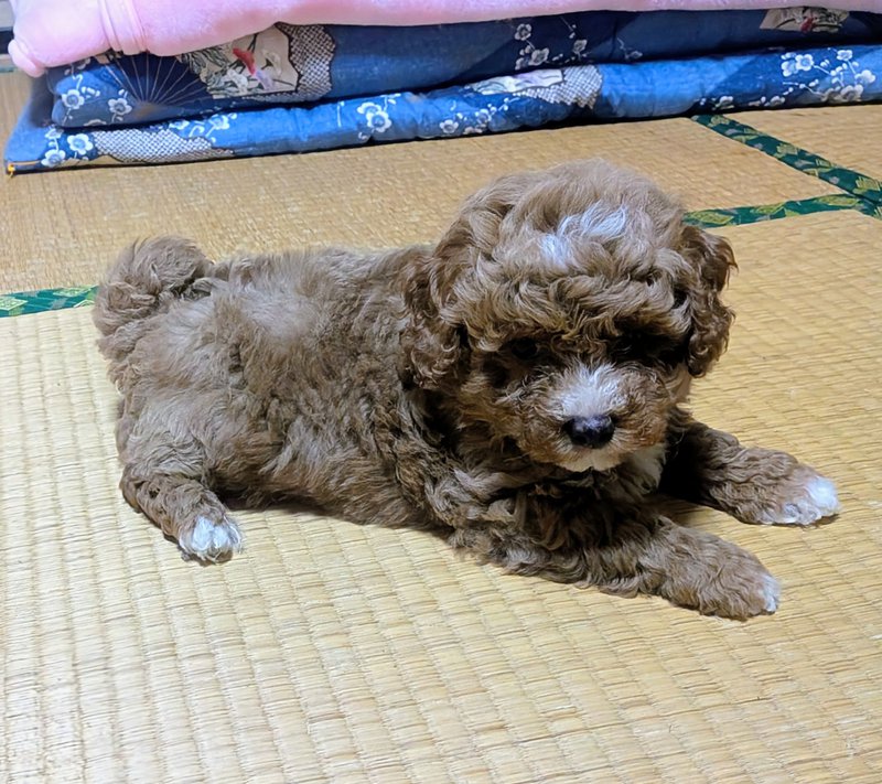 子犬画像