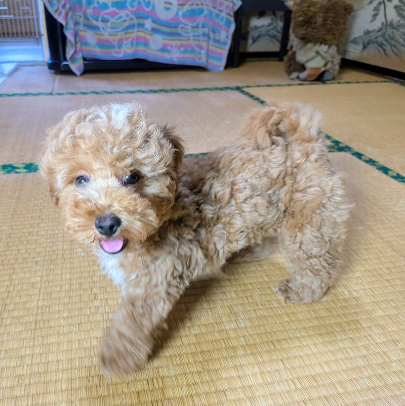 子犬画像