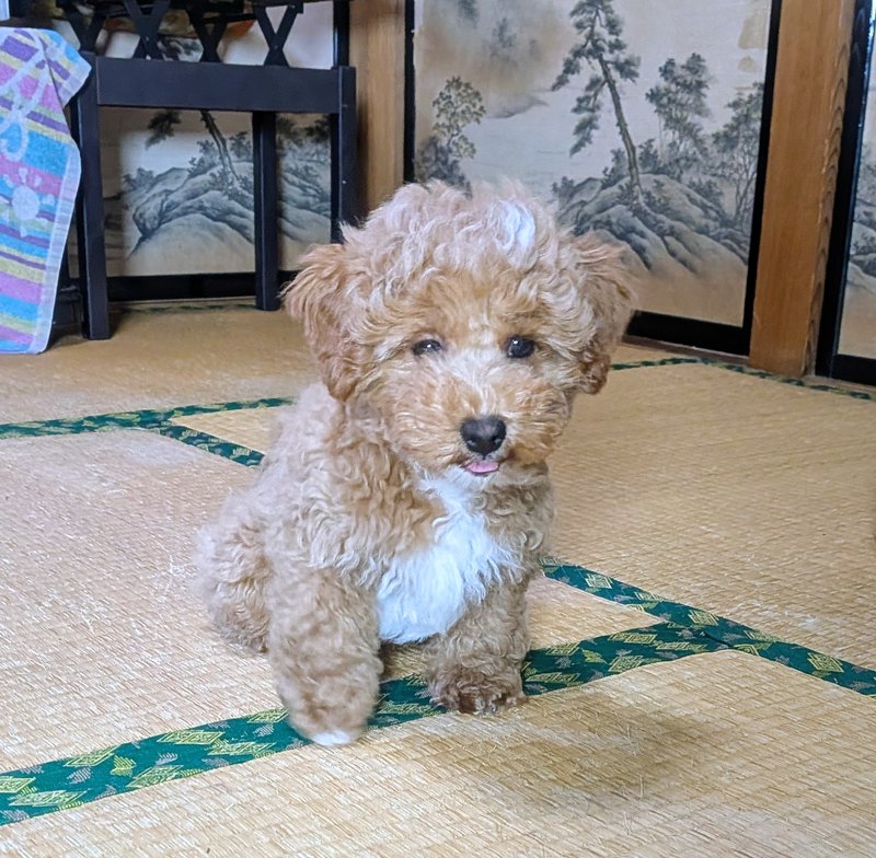 子犬画像