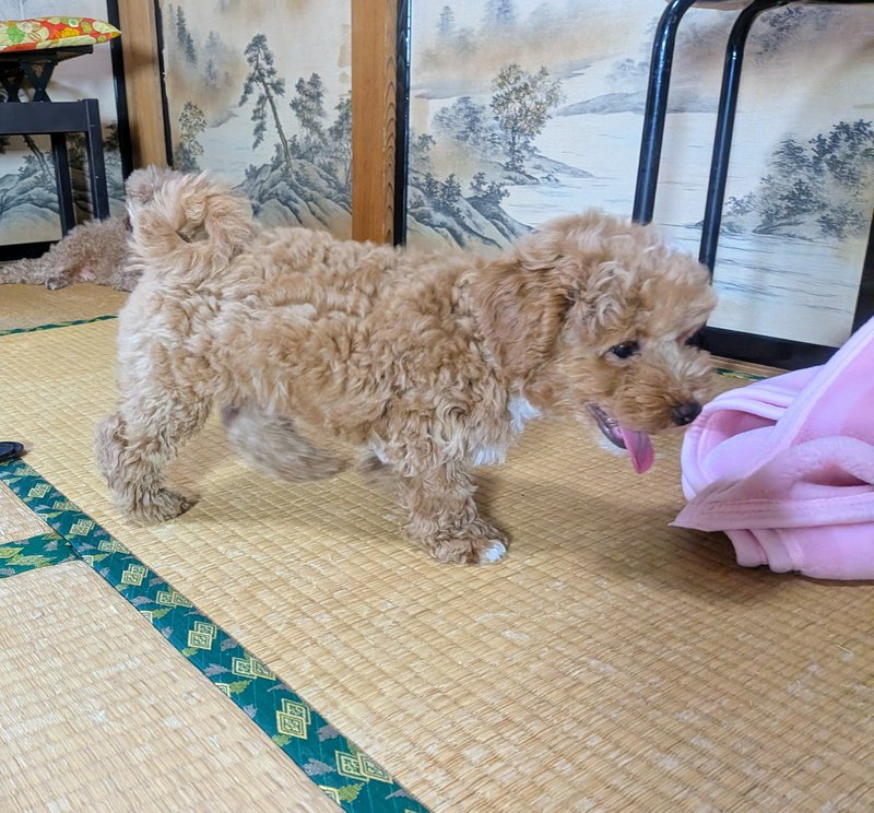 子犬画像