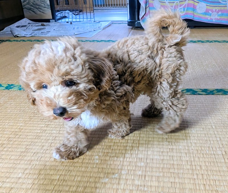 子犬画像