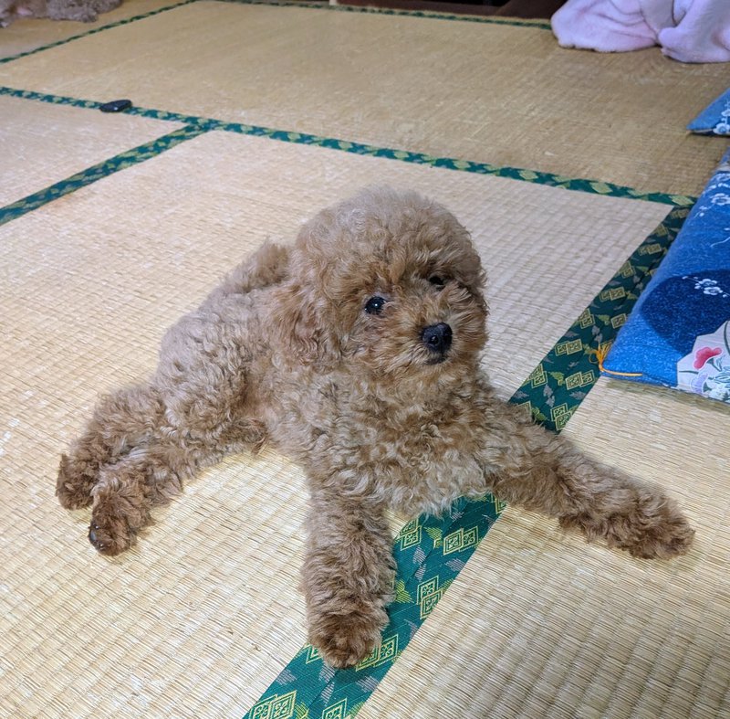 子犬画像