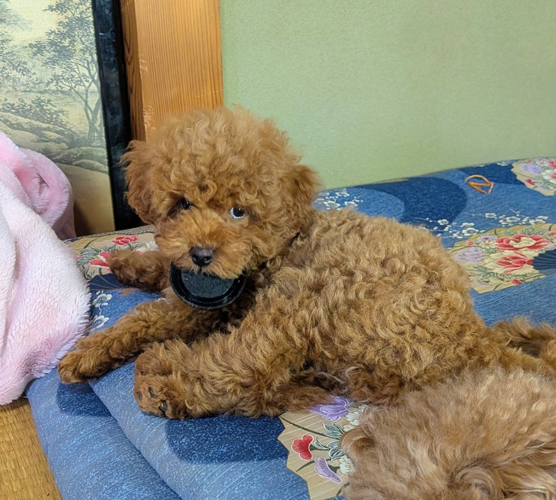 子犬画像