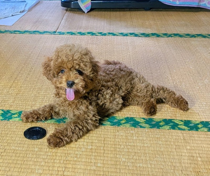 子犬画像