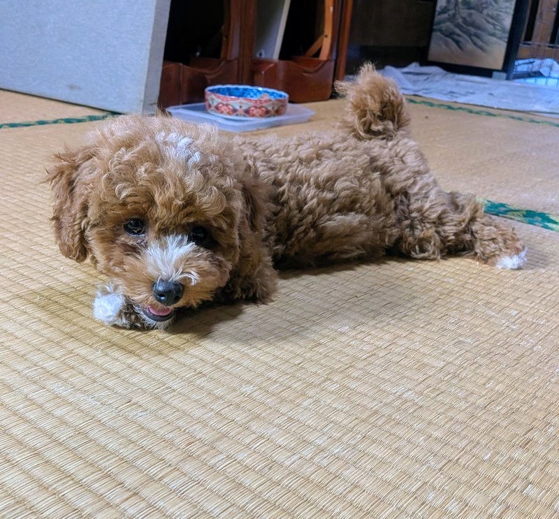 子犬画像
