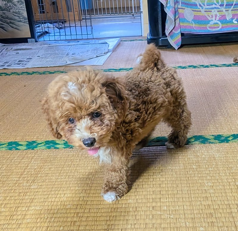 子犬画像