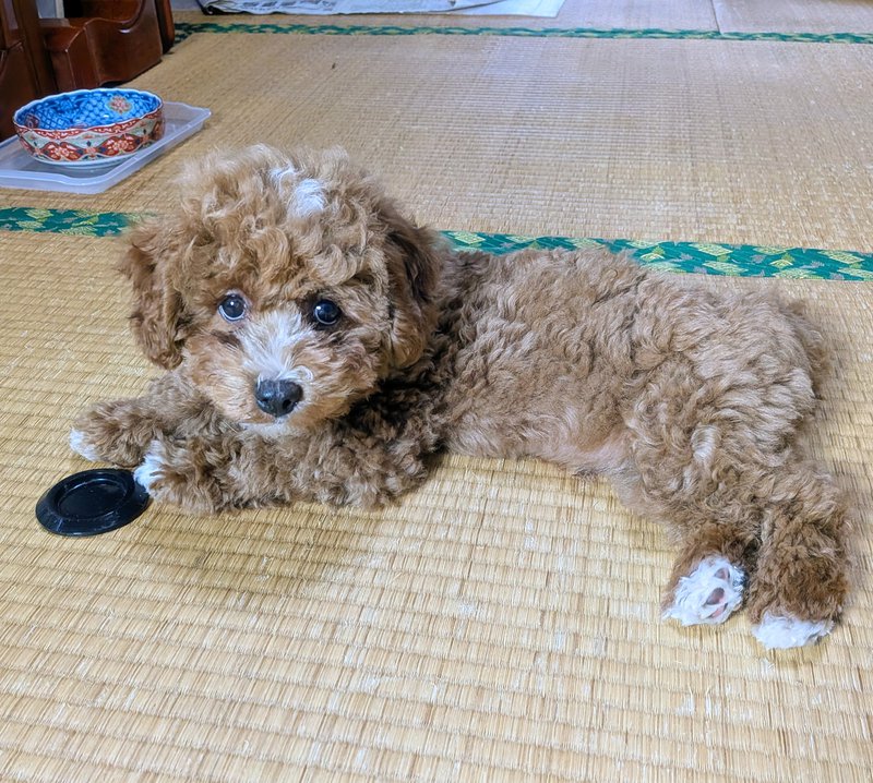 子犬画像
