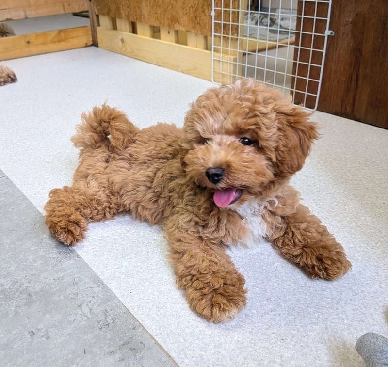 子犬画像