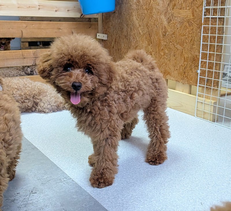 子犬画像