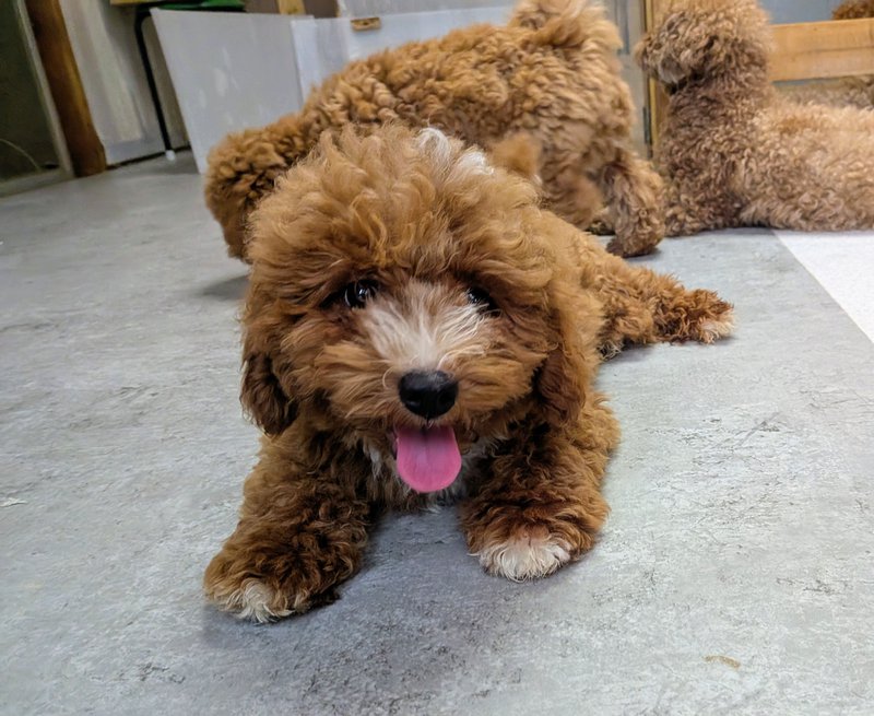 子犬画像