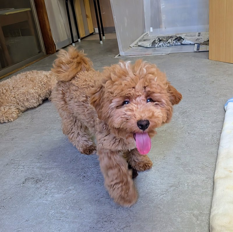 子犬画像