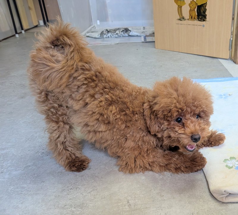 子犬画像