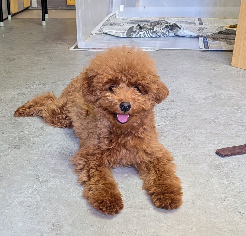 子犬画像