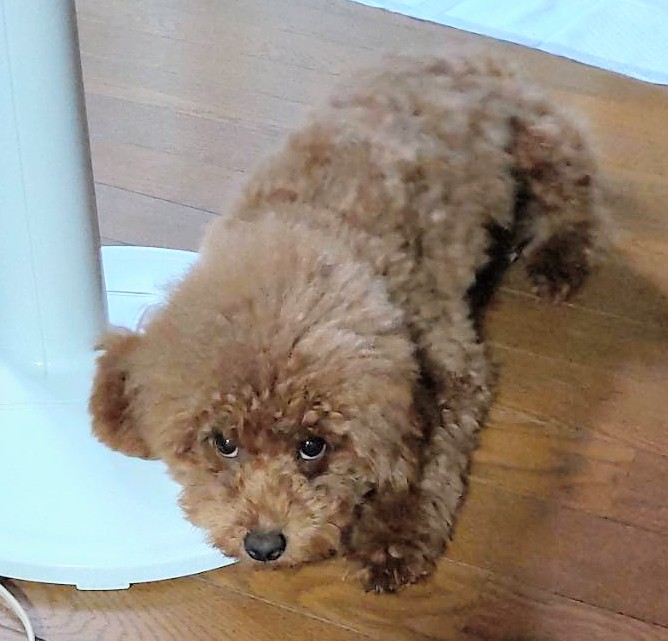 子犬画像