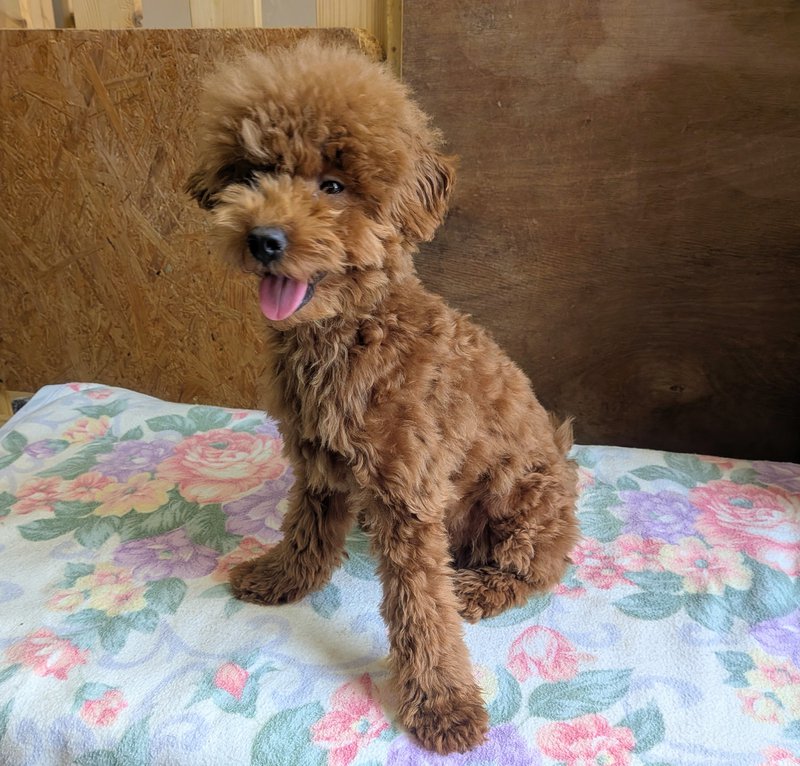 子犬画像