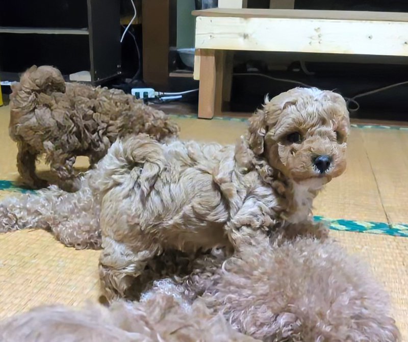 子犬画像