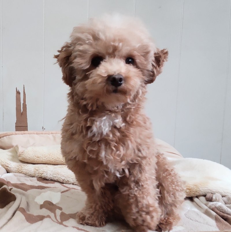 子犬画像