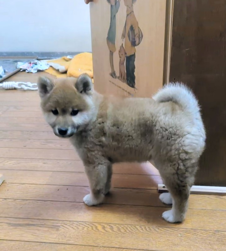 販売済み子犬画像